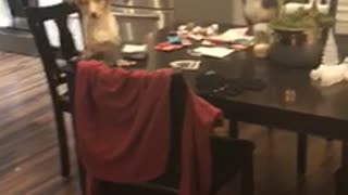 Brown and white dog sit at dinner table and stare at camera