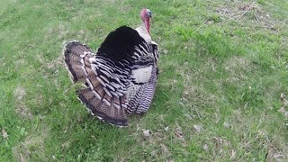 Tame turkey in the garden