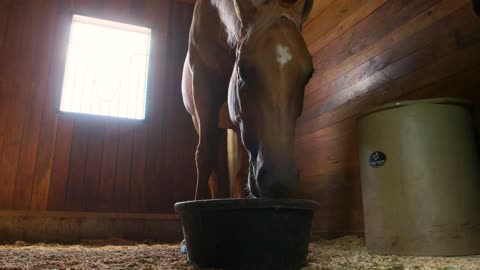 Equestrian horse eats lunch hay in box stall inside nice horse stable at farm