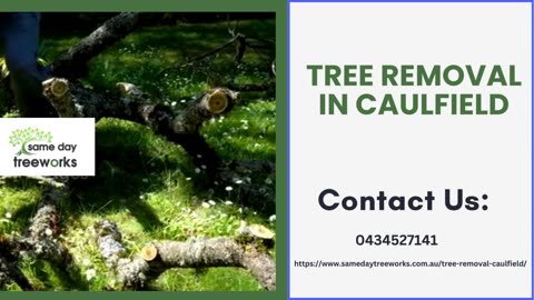 Professional Tree Removal in Caulfield: Trust the Experts at Same Day Tree