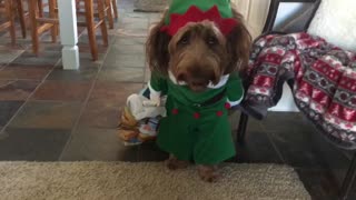 Dog dressed as elf sneaks Christmas presents in the house