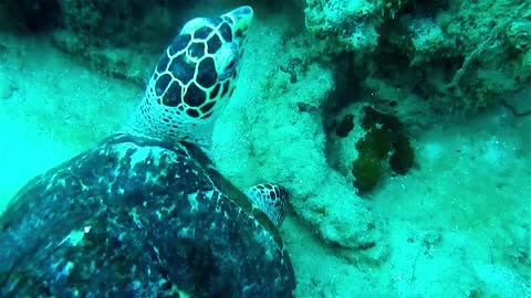 Turtles under the sea