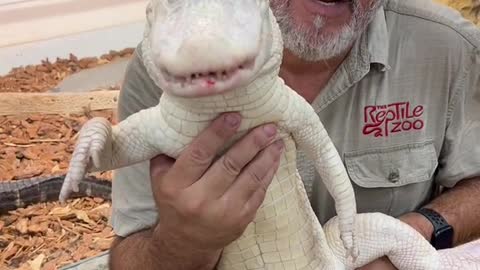 Albino American alligator love their food