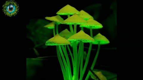Glowing Mushrooms|Glowing Fungi Amazing World of Nature