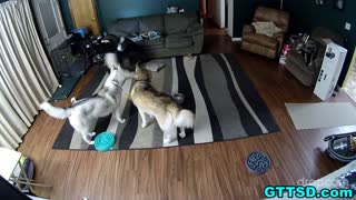 Hidden camera captures hilarious dog behavior