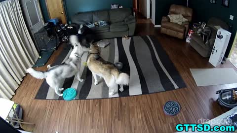 Hidden camera captures hilarious dog behavior