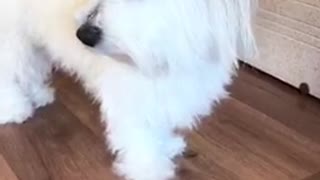 White dog with pink hair bows on head