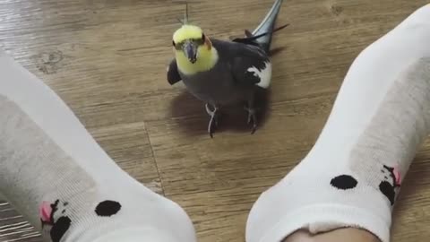 Cockatiel plays adorable game of peekaboo with his owner