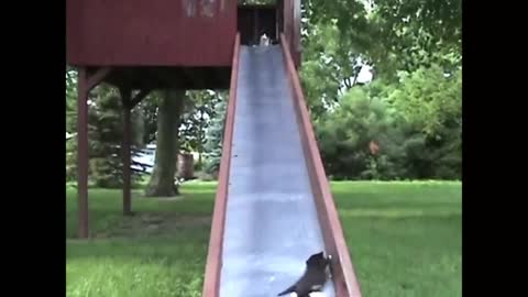 Kittens on a Slide_batch