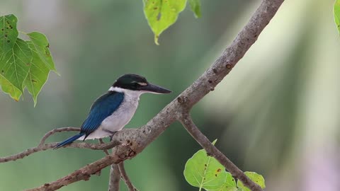 Majestic Beach Kingfisher A Rare Sight by the Shore