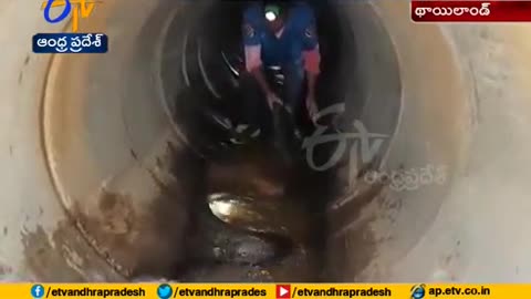 king cobra pulled out from sewer in thialand after hour long operation