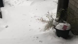 Doggo Does Handstands in the Snow