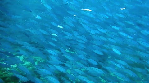 The diver encountered an amazing swarm.