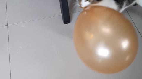 Adorable Cat Playing With A Balloon
