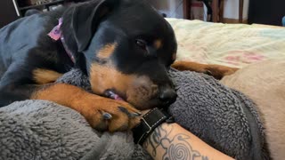 Not-So-Baby Rottweiler Still Sucks Mama’s Thumb