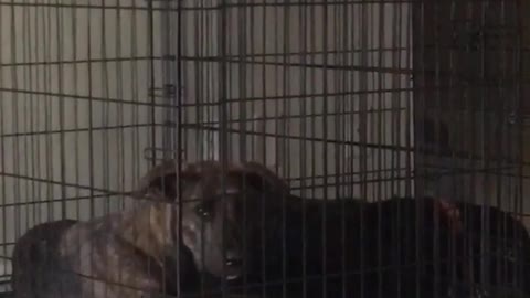 Vocal dog does not like being in kennel during dinner