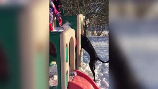 Excited Puppy Loves Playing In The Snow