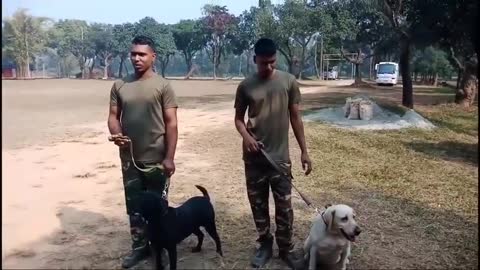 Army Animal training