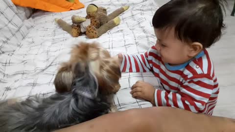 Husky tenta parecer difícil para o bebê, mas rola de felicidade quando o bebê o anima