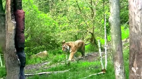 Tiger playing with each other