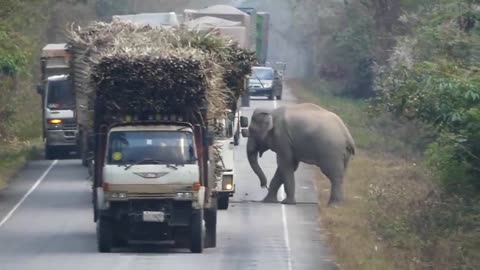Elephant for sugarcane