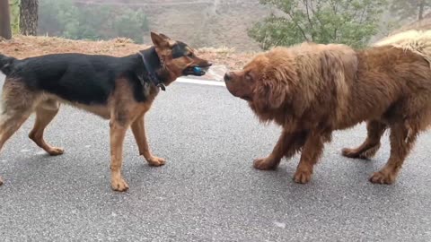 Rottweiller vs German shepherd fight 😱😱 #rott #gsd