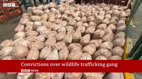 'Top' pangolin traffickers caught by undercover sting operation