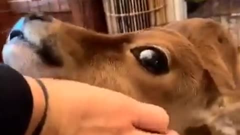 Baby Cow Enjoying Massage