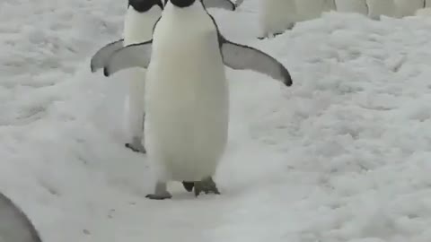 March of the penguins very cute