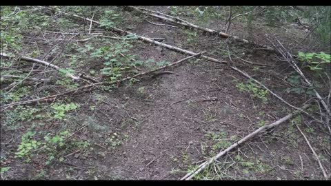 Sasquatch Structures in Campground