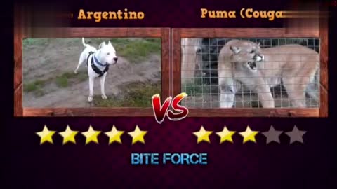 Dog Argentina vs Puma cougar mountain lion