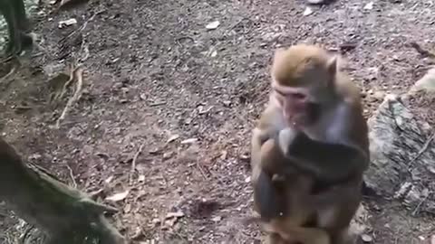 funny monkey video 19