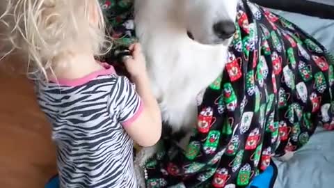 TODDLER Wraps dog with blankets while they sit patiently.......