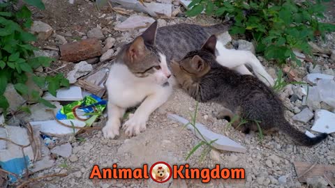 Mommy Cat Feeding Cute Kittens | Animal Kingdom