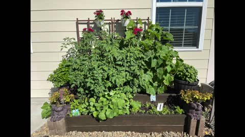How My Garden Grows