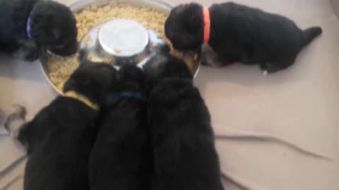 20 Days Old Cute Little Puppies Of German Shepherd Having First Meal