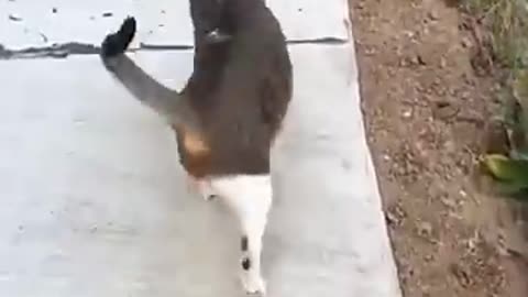 Adorable Cat Walking on Leash 🐾😺 - Funny and Cute Cat Movement