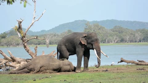 Tusk Elephant's Strange Behavior With Its Rival