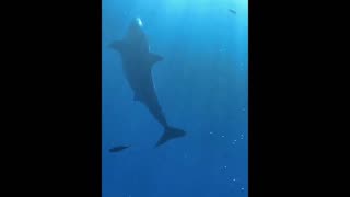 Wow what a trip... big shark 🫨