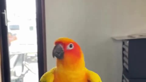 parrot cute dancing