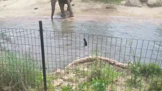 Dallas Zoo - Elephants at play Pt. 2