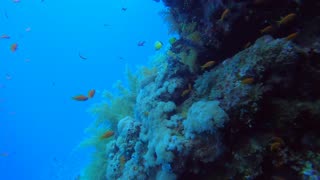 Red Sea SCUBA Diving - Swimthrough