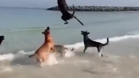 Amazing dogs playing with balloon