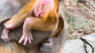 Baby monkey cute animals 41