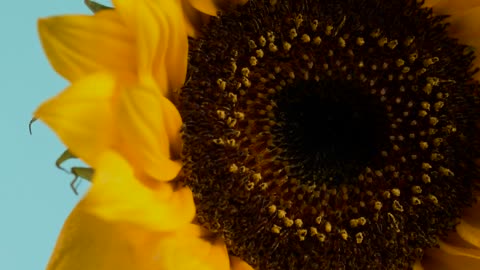 Sunflower, close up