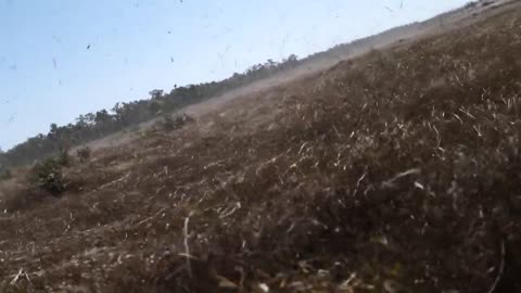 Australian Army CH-47 Chinook take off with US Army Paratroopers during Exercise Talisman Sabre 21