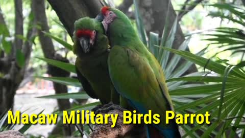 Macaw Military Birds Parrot