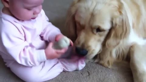 Baby and dogs play fun cute humor 2021