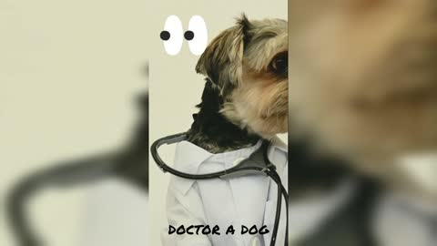 Doctor a dog