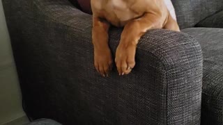 Cute Puppy Singing Along with His Mom
